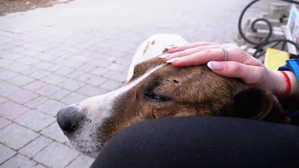 Girl Stroking a Homeless Dog Near a Bench in the City Park. Sad Dog Muzzle. Slow Motion.