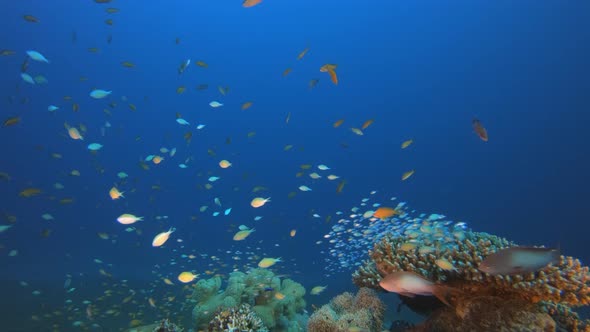 Tropical Blue-Green Chromis Fish