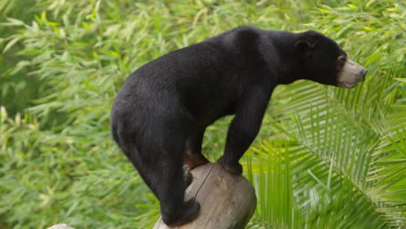 sun bear stands on log looking for food