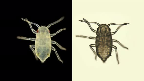 Young Aphid Under a Microscope, an Insect Living on Leaves of Trees and Shrubs, Feeds on Plant Sap