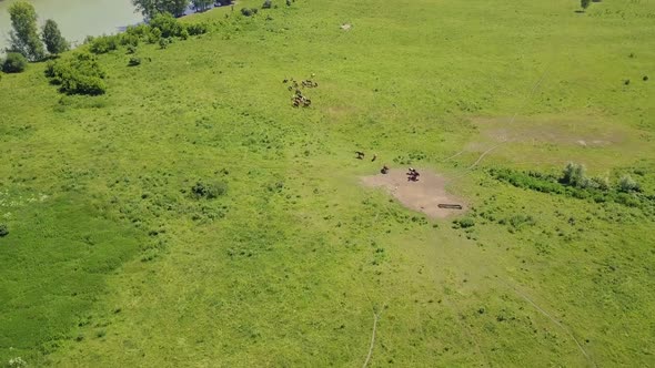 Aerial: Flying in Highlands Over the Forest and Field. View of the Pasture Where Livestock, Horses