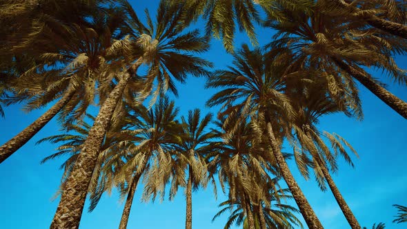 Coconut Palm Trees on Blue Sky