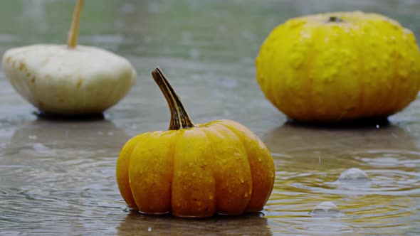Pumpkin Under Rain