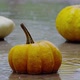 Pumpkin Under Rain - VideoHive Item for Sale