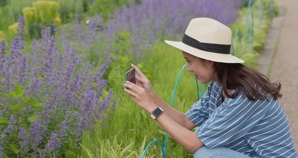 Woman take photo on cellphone in Lavender field in the garden 