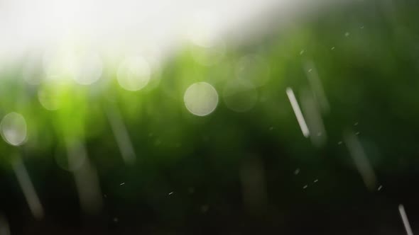 Fresh Rain On The Grass