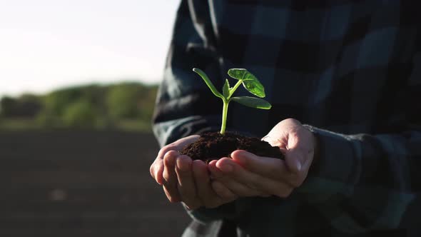 Agronomist Gardener Planting Seedlings Of Young Greenery Hands Planting A Green Plant In Prepared