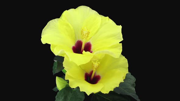 Time-lapse of opening yellow chinese rose (Hibiscus) flower
