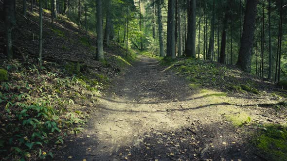 Walk through the forest in the Gauja National Park