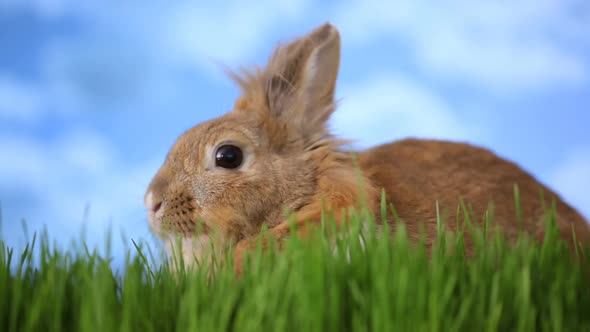 Rabbit sitting in grass