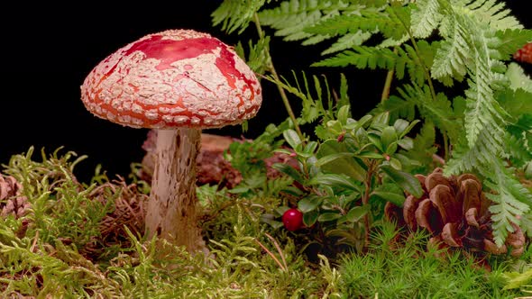 Time Lapse of Fly Agaric Mushroom