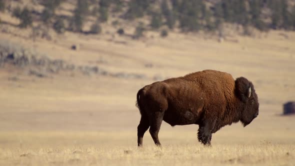 Colorado Prairie American Bison