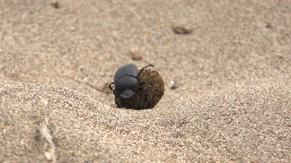Scarab Beetle Rolling a Ball of Dung