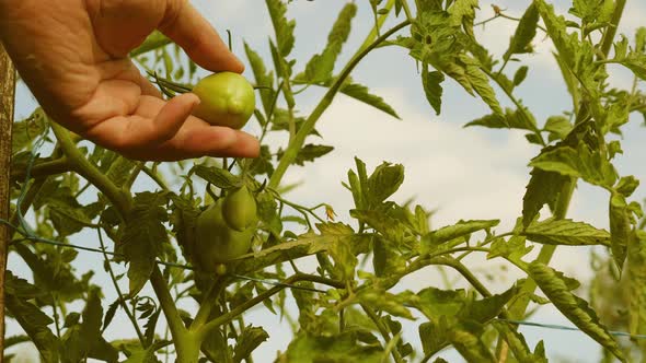 Farmer's Hand Inspects Green Tomatoes. Green Tomatoes Ripen on a Branch of a Bush. Gardener Checks a