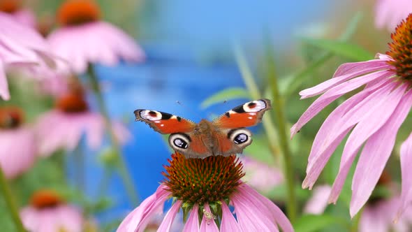 Butterfly On The Lake