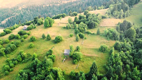 Beautiful Forest Aerial Footage