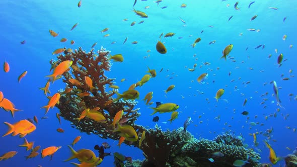 Coral Reef Fish