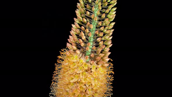 Orange Flower Eremurus Blooming in Time Lapse on a Black Background. Foxtail Lily 