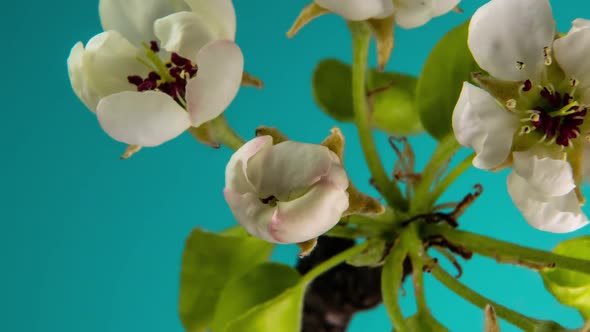 Blossoming Apple-tree Time Lapse on Blue Background