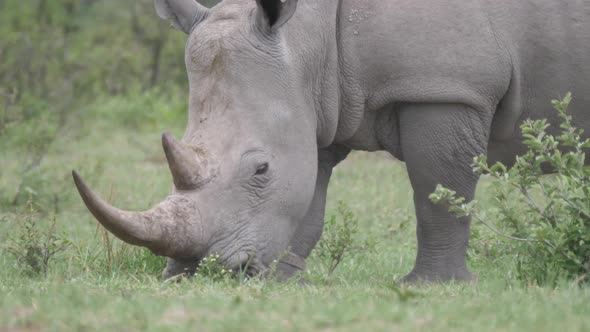 Close up from a rhino grazing at Khama Rhino Sanctuary