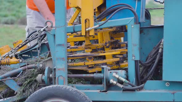 Engine of the Tractor Cutting Lavender in Operation