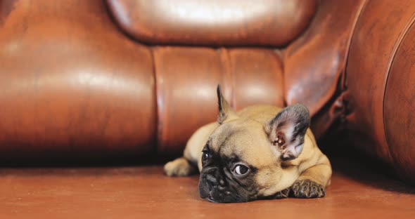 Young French Bulldog Dog Puppy Sitting On Red Sofa Indoor