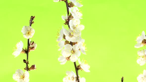Apricot blossom isolated on green screen.