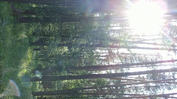 Vertical Video Aerial View Inside a Green Forest with Trees in Summer