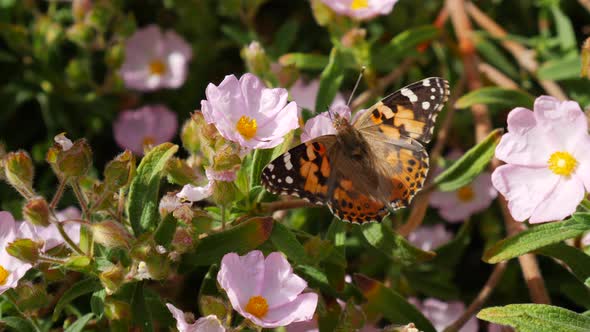 A painted lady butterfly with colorful wings feeding on nectar and collecting pollen on pink wild fl