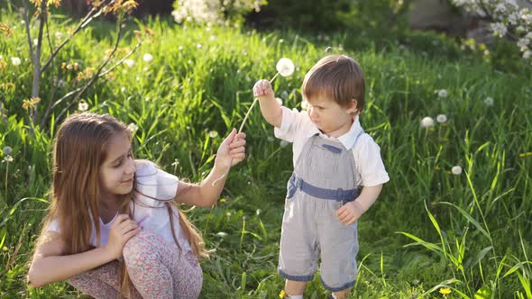 Brother and Sister Have Fun Playing with Blooming White Yellow and Fluffy Dandelions in a Warm