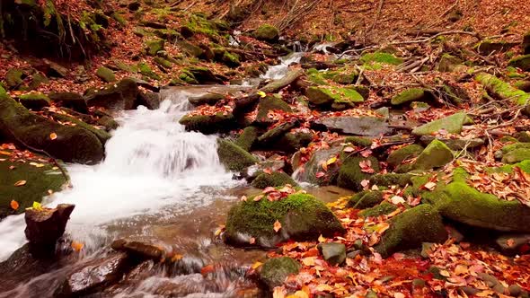 Footage of Wonderful Mountain Stream in the Shypit Karpat National Park