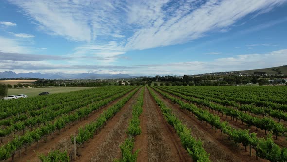 aerial above green vineyards in Franschoek farmlands of South Africa