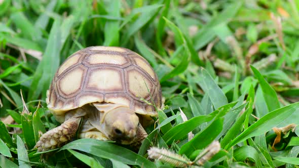 Turtles In The Farm