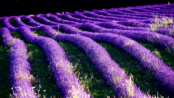 Lavender Field in Provence France