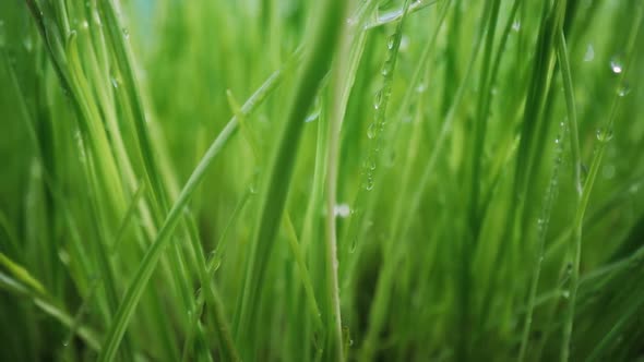 Green Grass Shooting