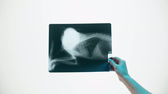 Animal Bones Xray Closeup