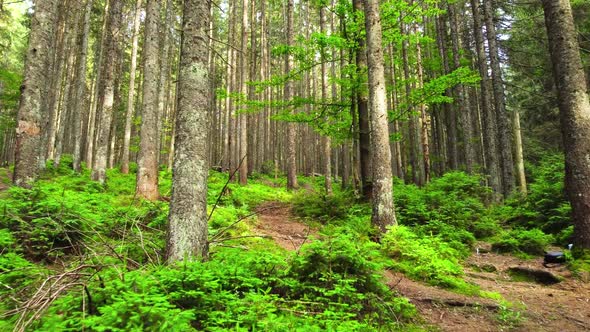 Forest at Spring Sunny Magical Powerful Green Trees in the Morning Time The Sun's Rays Pass Through