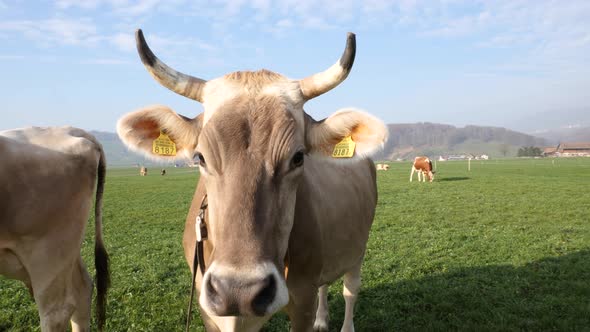 A cow is looking into the camera on a field in Switzerland while autumn.