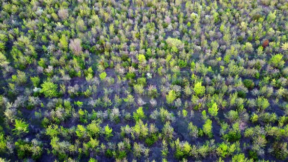 Deciduous Trees Top View