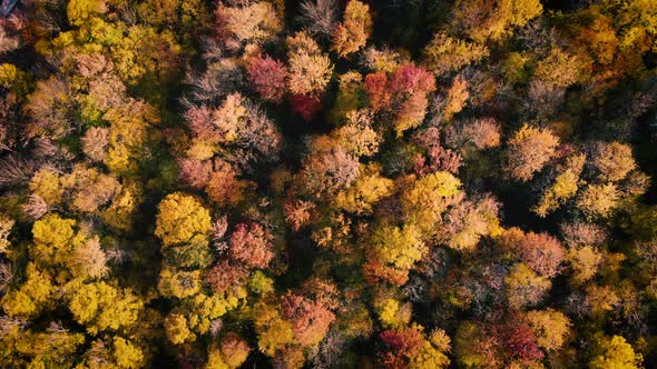 Hovering above shot of colorful trees rustling in the breeze.