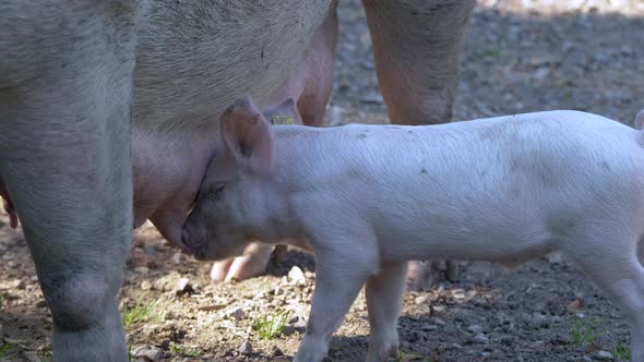 Close up of young baby Piglet feeding by milk of udder on countryside farm