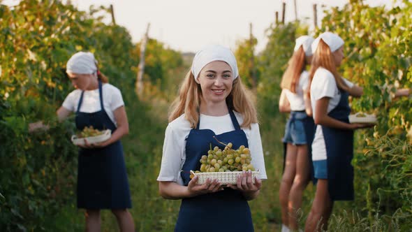 Young Woman in Apron Standing with Box Full of Grape Bunches Harvesting Concept