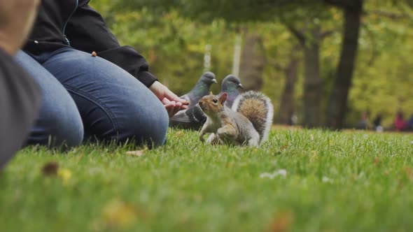 Adorable and cute grey squirrel walks on green grass in park towards Caucasian hand holding food to