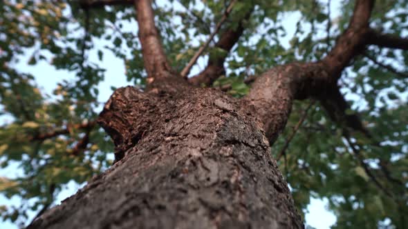 Tree Body