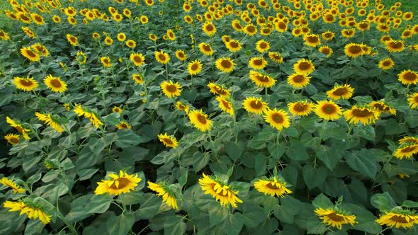 4K Top view on agriculture field with blooming sunflowers