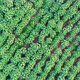 Aerial view of a cassava fields - VideoHive Item for Sale
