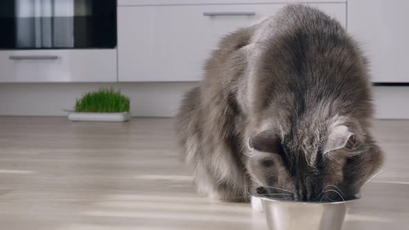 A Fluffy Gray Cat in the Kitchen Eats Dry Food From a Bowl the Cat Licks a Bowl After a Delicious