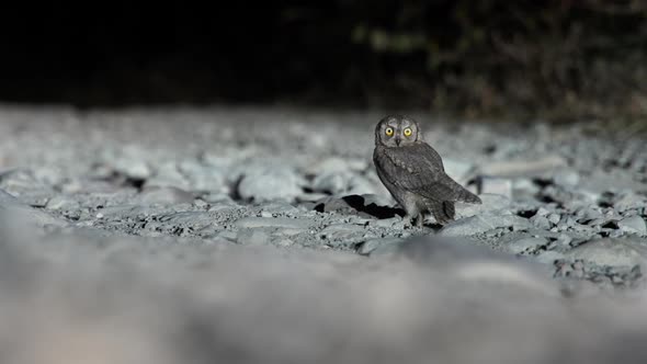 Scops Owl on the ground