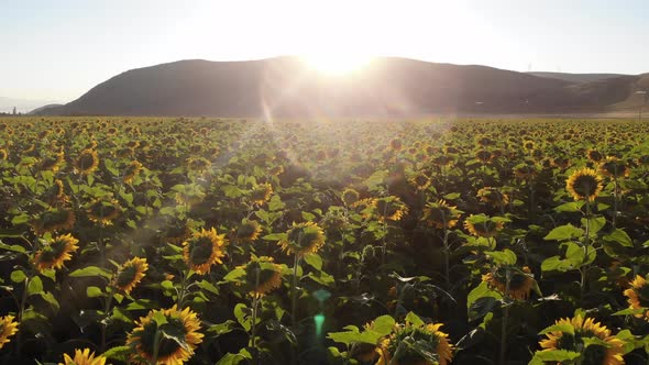 Growing Sunflowers in a Farmer's Field