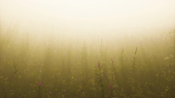 Wild Field Flowers in Deep Fog